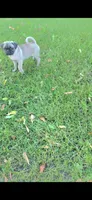 Todd, a male Pug for sale in Riverside, CA – 3 of 9