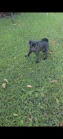 Oreo, a male Pug for sale in Riverside, CA – 2 of 7