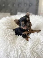 Spike , a male Yorkshire Terrier for sale in Riverside, CA – 2 of 5