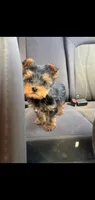 Todd (Mini small size), a male Yorkshire Terrier for sale in Riverside, CA – 2 of 9