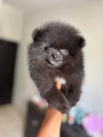 Reed, a male Pomeranian for sale in Riverside, CA – 8 of 8