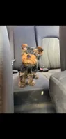 Todd (Mini small size), a male Yorkshire Terrier for sale in Riverside, CA – 6 of 9