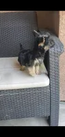 Dazzle (Mini size), a male Yorkshire Terrier for sale in Riverside, CA – 3 of 8