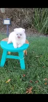 White , a male Pomeranian for sale in Riverside, CA – 3 of 8
