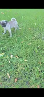 Todd, a male Pug for sale in Riverside, CA – 2 of 9