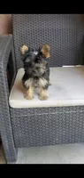 Dazzle (Mini size), a male Yorkshire Terrier for sale in Riverside, CA – 5 of 8