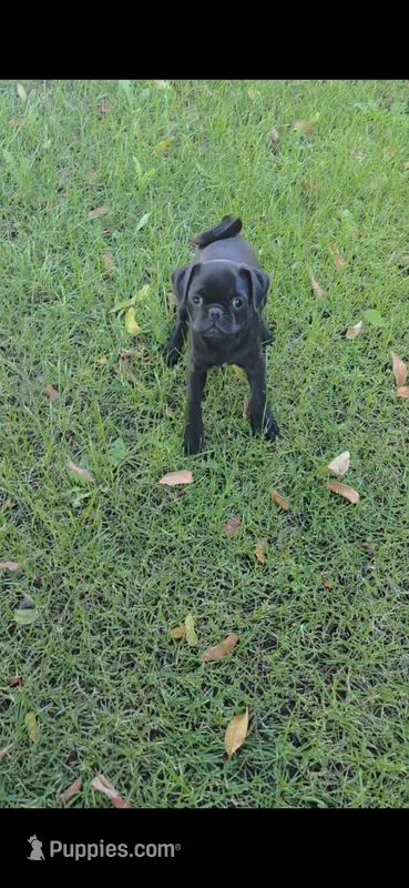 Oreo – Pug puppy for sale in Riverside, CA