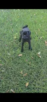 Oreo, a male Pug for sale in Riverside, CA – 1 of 7