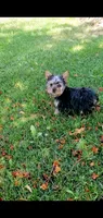 Toby, a male Yorkshire Terrier for sale in Riverside, CA – 2 of 6