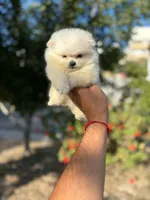Reed (Teacup), a male Pomeranian for sale in Riverside, CA – 3 of 8