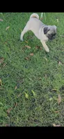 Todd, a male Pug for sale in Riverside, CA – 6 of 9