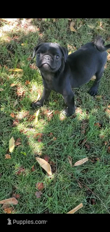Oreo – Pug puppy for sale in Riverside, CA