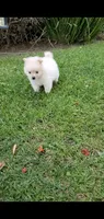 Max (Gray eyes), a male Pomeranian for sale in Riverside, CA – 3 of 7