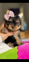 Stella (small Mini size), a female Yorkshire Terrier for sale in Riverside, CA – Photo 5 of 9