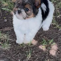 Sophia (Biewer Terrier), a female Yorkshire Terrier for sale in Riverside, CA – Photo 5 of 10