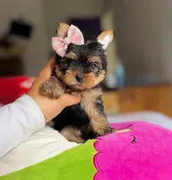 Stella (small Mini size), a female Yorkshire Terrier for sale in Riverside, CA – Photo 3 of 9