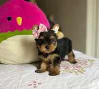 Stella (small Mini size), a female Yorkshire Terrier for sale in Riverside, CA – Photo 1 of 9
