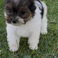 Sophia (Biewer Terrier), a female Yorkshire Terrier for sale in Riverside, CA – Photo 2 of 10