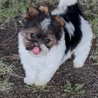 Sophia (Biewer Terrier), a female Yorkshire Terrier for sale in Riverside, CA – Photo 3 of 10