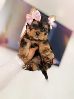Stella (small Mini size), a female Yorkshire Terrier for sale in Riverside, CA – Photo 6 of 9
