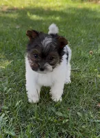 Sophia (Biewer Terrier), a female Yorkshire Terrier for sale in Riverside, CA – Photo 7 of 10