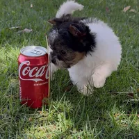 Sophia (Biewer Terrier), a female Yorkshire Terrier for sale in Riverside, CA – Photo 6 of 10