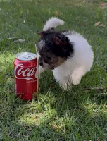 Sophia (Biewer Terrier), a female Yorkshire Terrier for sale in Riverside, CA – Photo 6 of 10
