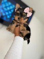 Stella (small Mini size), a female Yorkshire Terrier for sale in Riverside, CA – Photo 4 of 9