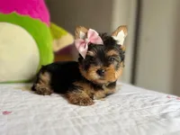 Stella (small Mini size), a female Yorkshire Terrier for sale in Riverside, CA – Photo 2 of 9