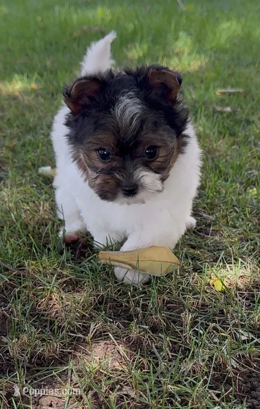 Sophia (Biewer Terrier)