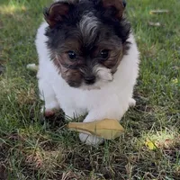 Sophia (Biewer Terrier), a female Yorkshire Terrier for sale in Riverside, CA – Photo 1 of 10