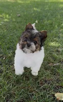 Sophia (Biewer Terrier), a female Yorkshire Terrier for sale in Riverside, CA – Photo 4 of 10