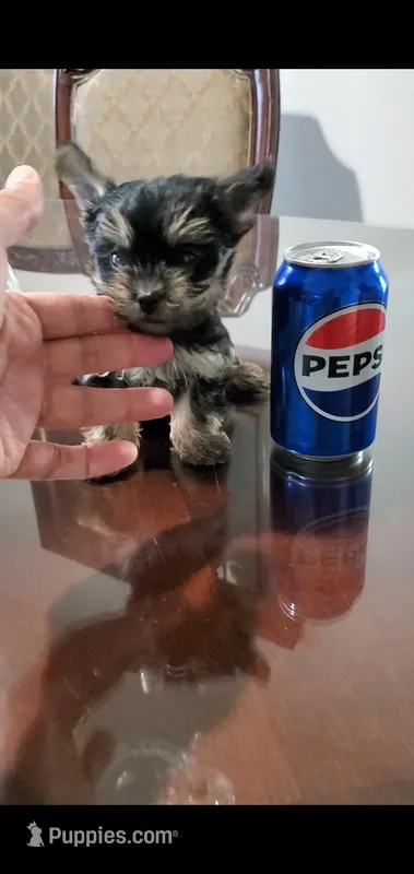 Lucy (Teacup) – Yorkshire Terrier puppy for sale in Riverside, CA