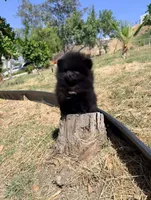 Reed, a male Pomeranian for sale in Riverside, CA – 4 of 8