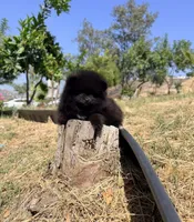 Reed, a male Pomeranian for sale in Riverside, CA – 6 of 8