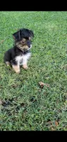 Cooper, a male Yorkshire Terrier for sale in Riverside, CA – 2 of 9