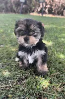 Abby, a female Yorkshire Terrier for sale in Riverside, CA – Photo 1 of 9