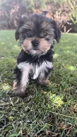 Abby, a female Yorkshire Terrier for sale in Riverside, CA – Photo 4 of 9