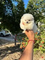 Reed (Teacup), a male Pomeranian for sale in Riverside, CA – 1 of 8