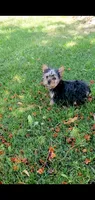 Toby, a male Yorkshire Terrier for sale in Riverside, CA – 5 of 6