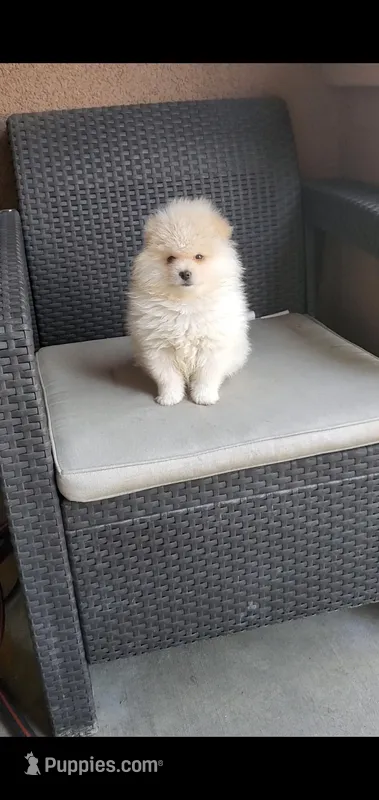 Reed – Pomeranian puppy for sale in Riverside, CA