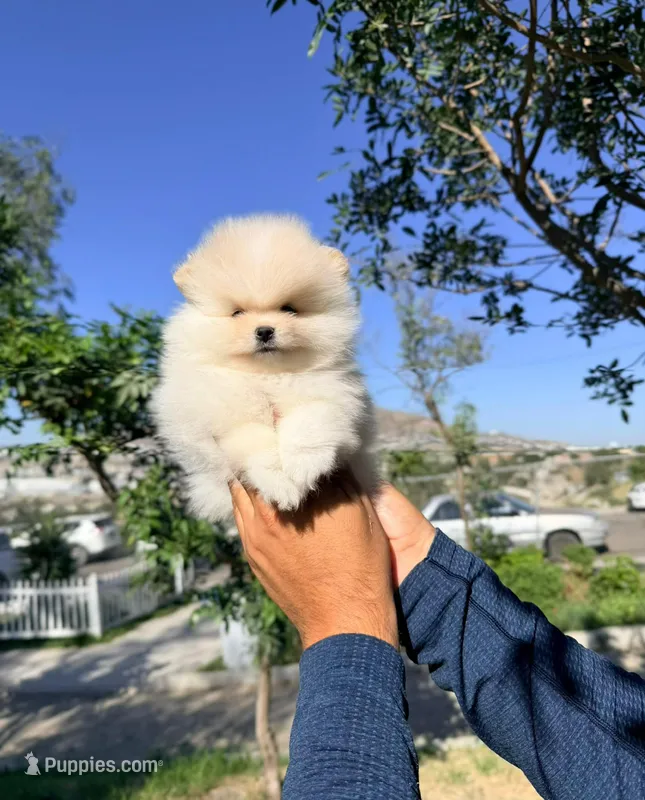 Rex (Teacup) – Pomeranian puppy for sale in Riverside, CA