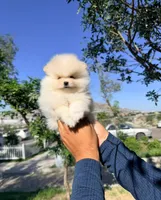 Rex (Teacup), a male Pomeranian for sale in Riverside, CA – Photo 1 of 5