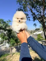 Rex (Teacup), a male Pomeranian for sale in Riverside, CA – Photo 2 of 5