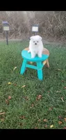 White , a male Pomeranian for sale in Riverside, CA – 4 of 8