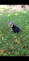 Toby, a male Yorkshire Terrier for sale in Riverside, CA – 4 of 6