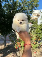 White (Teacup size), a male Pomeranian for sale in Riverside, CA – 3 of 8