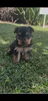 Alex, a male Yorkshire Terrier for sale in Riverside, CA – Photo 5 of 8