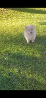 Cooper, a male Pomeranian for sale in Riverside, CA – Photo 2 of 9