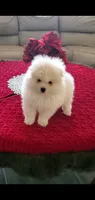 Todd, a male Pomeranian for sale in Riverside, CA – Photo 6 of 10